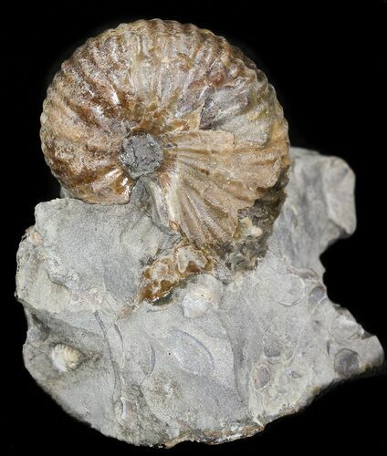 Hoploscaphites Ammonite Fossil - Montana #44039